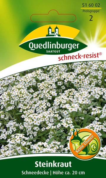 Samentüte Steinkraut Schneedecke von Quedlinburger Saatgut, Wuchshöhe circa 20 Zentimeter, schneckenresistent.