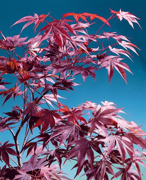 Acer palmatum 'Fireglow', Japanischer Ahorn, rot, 60–80 cm