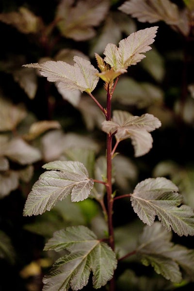 Physocarpus opulifolius 'Diabolo' -R-, Blasenspiere, dunkelrot, 40–60 cm