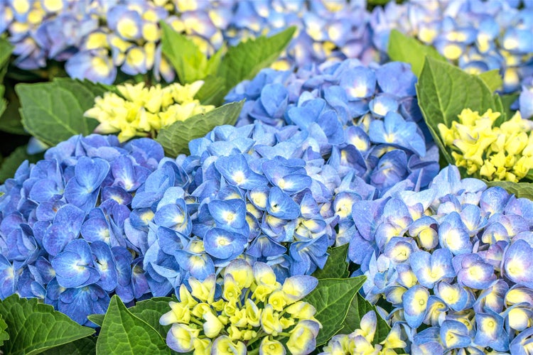 Nahaufnahme von blauen und gelben Hortensienblüten mit grünen Blättern