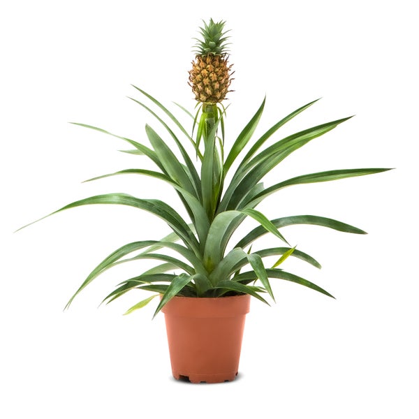 1x WL Ananas Comosus P12H35