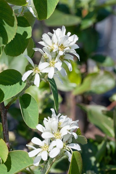 Amelanchier alnifolia 'Honeywood', Felsenbirne, essbare Früchte, 60–80 cm