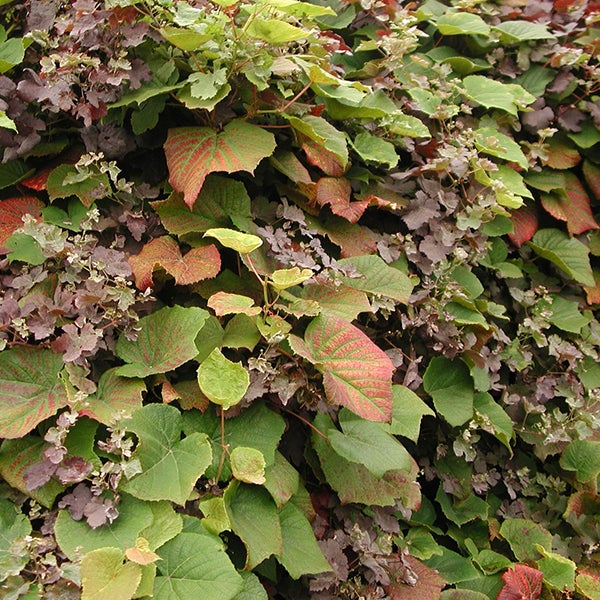 Nahaufnahme einer Bewachsung mit grünen und roten Blättern