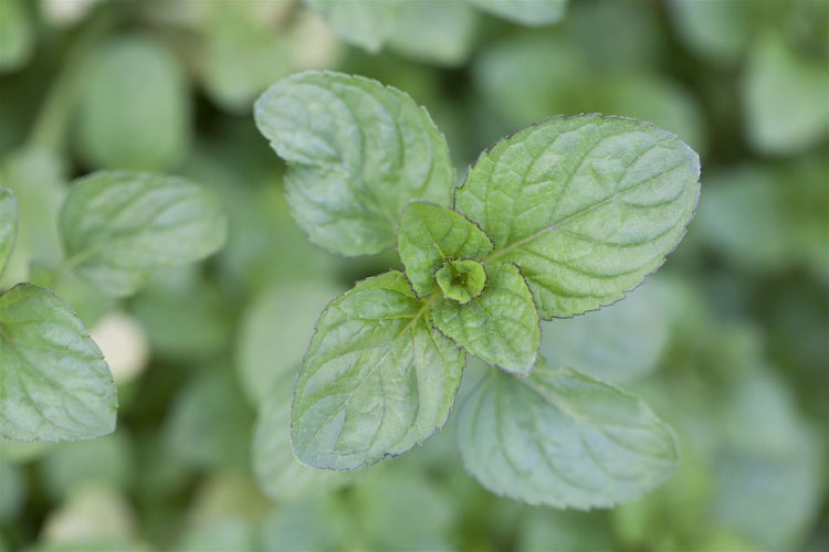 Mentha x piperita var. citrata, Zitronenminze, aromatisch, ca. 9x9 cm Topf