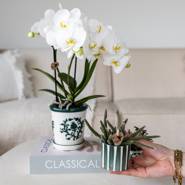 Kolibri Orchids Set aus weißer Orchidee Amabilis im Malaga-Topf und Sukkulente im Painted Stripe-Topf grün Topfgröße 9cm & 6cm