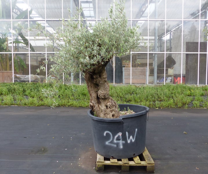 Alter Olivenbaum mit knorriger Rinde in einem großen Kunststofftopf auf einer Holzpalette vor einem Gewächshaus.