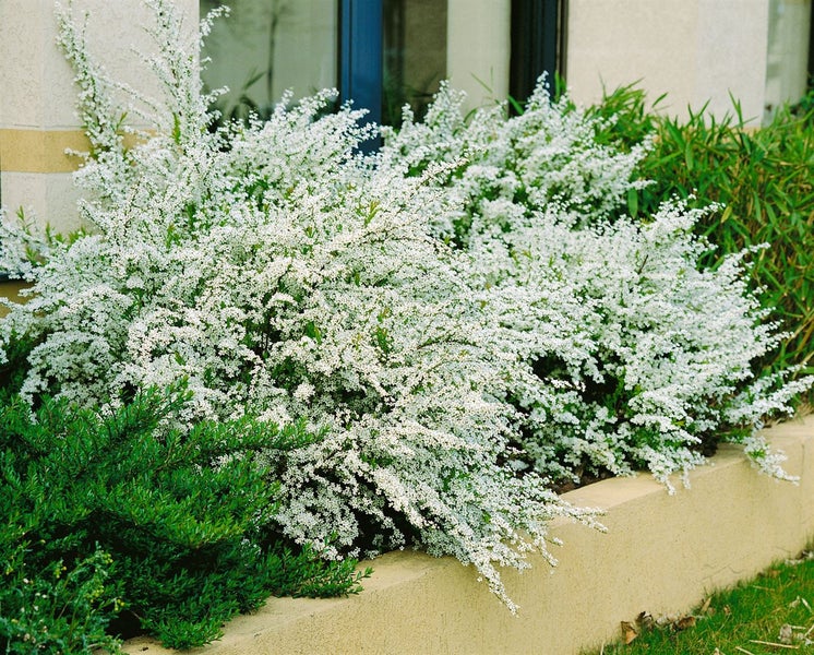 Spiraea thunbergii, Thunbergs Spiere, weiß, 40–60 cm
