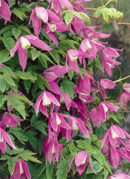 Clematis alpina 'Constance', Alpen-Waldrebe, rosa, 60–100 cm