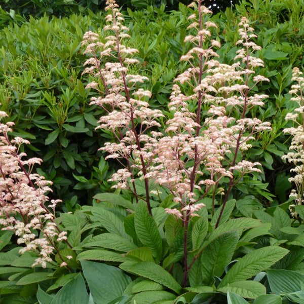 Darstellung einer Rodgersia-Pflanze im Garten.