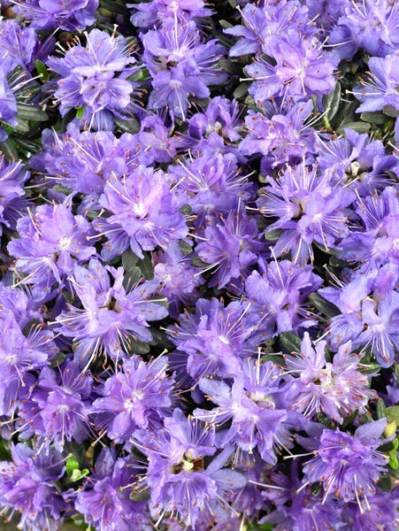 Rhododendron impeditum 'Azurika', Zwerg-Rhododendron, violettblau, 15–20 cm