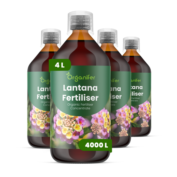 Organifer Lantana Dünger, organisches Düngerkonzentrat, vier Flaschen, ausreichend für 4000 Liter.