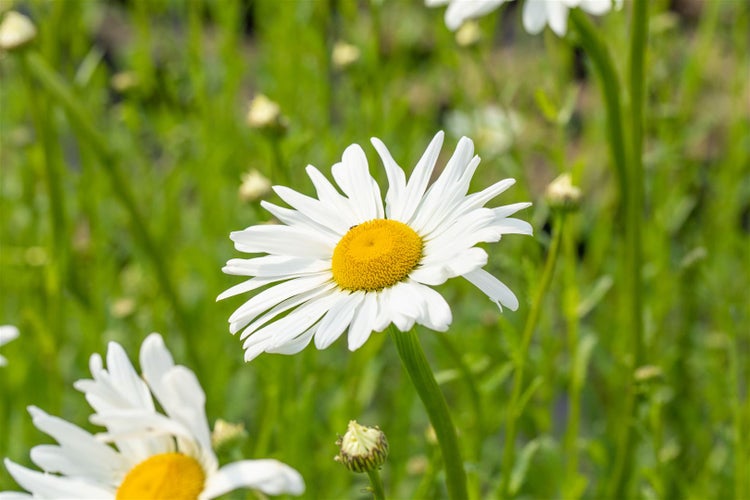 Leucanthemum vulgare 'Maikönigin', Margerite, weiß, ca. 9x9 cm Topf