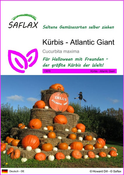 SAFLAX  - Kürbis - Atlantic Giant - Cucurbita maxima - 7 Samen