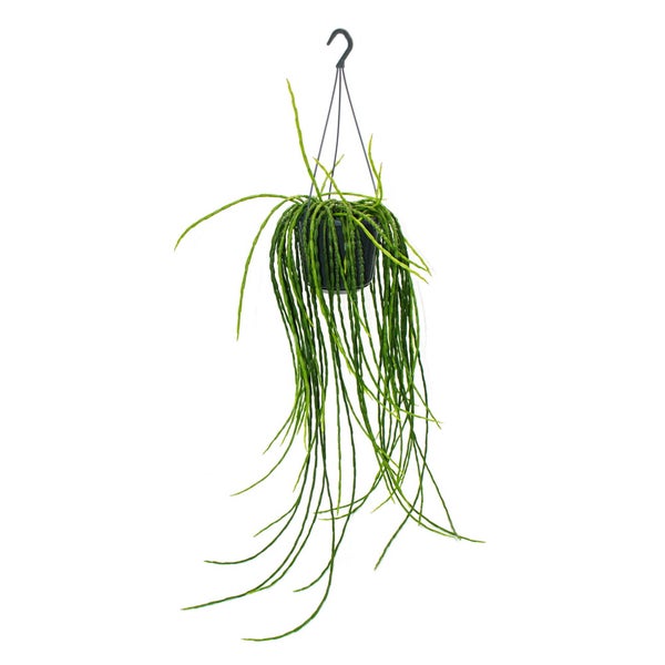 Urban Jungle Elegance - Moderne Kakteen-Ampel mit toller Blattstruktur - Rhipsalis paradoxa - 15cm