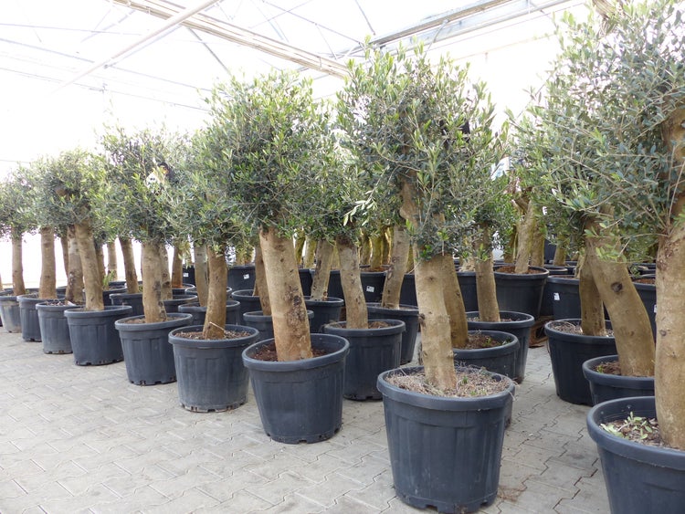 Olivenbaum Bonsai 160 cm Olive beste Qualität, Stammumfang 30 - 40 cm, winterhart, Olea Europaea