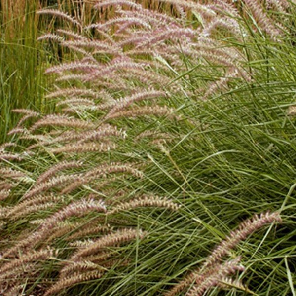 Dekoratives Lampenputzergras im Garten
