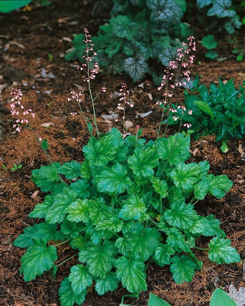 Heuchera micrantha 'Strawberry Swirl', Purpurglöckchen, rosa, ca. 11x11 cm Topf