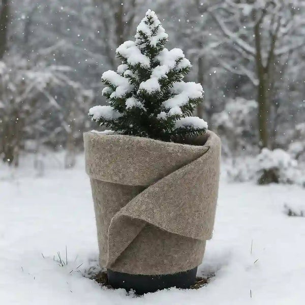 Ein kleiner Nadelbaum im Topf mit Winterschutz aus Filz im verschneiten Außenbereich.