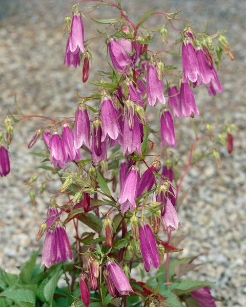 Campanula punctata 'Rubriflora', Glockenblume, rot, ca. 9x9 cm Topf