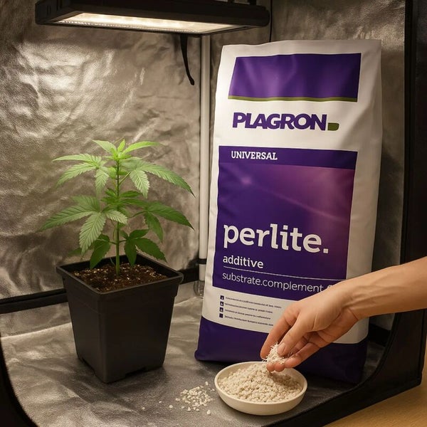 Plagron Perlite Substrat-Zusatz mit Plagron Logo neben Pflanze im Topf in hellem Growzelt. Eine Hand gibt Perlite in eine Schale.