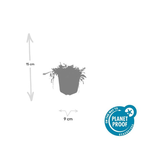 Silhouette einer Pflanze im Topf mit einer Höhe von 15 Zentimetern, einem Durchmesser von 9 Zentimetern und dem Planet Proof Siegel.