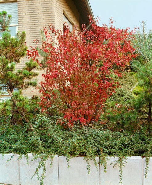Acer ginnala, Feuerahorn, 40–60 cm, leuchtend rot