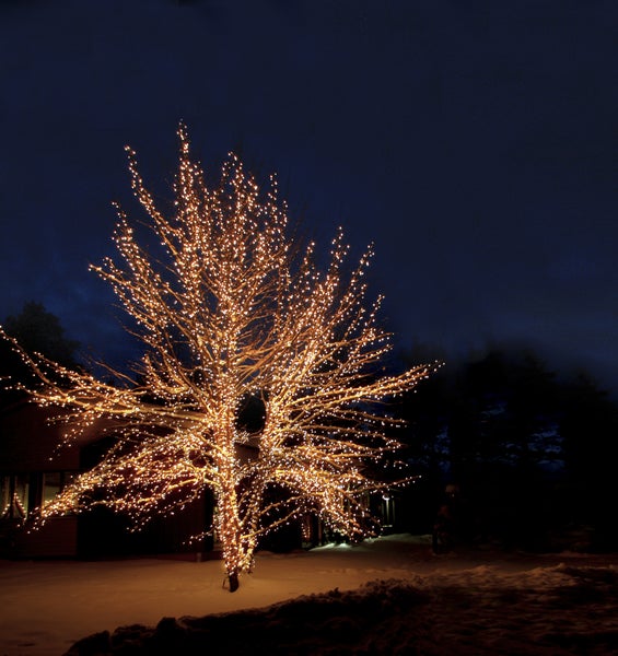 Ein Baum ist mit Lichtern geschmückt und steht im Garten.