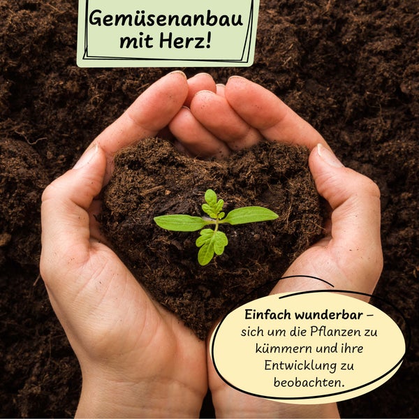Greens Salat Anzuchtset Gemüse