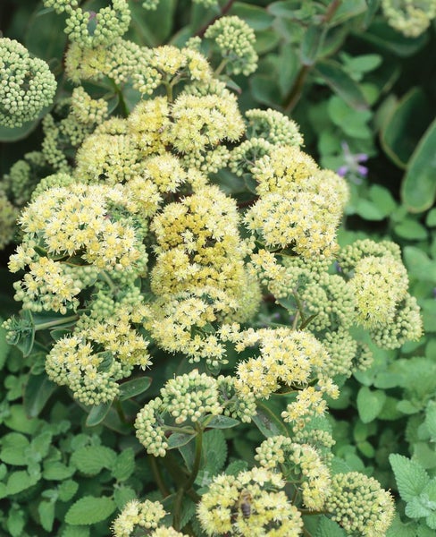 Sedum spectabile 'Sunkissed', Fetthenne, gelb, ca. 11x11 cm Topf