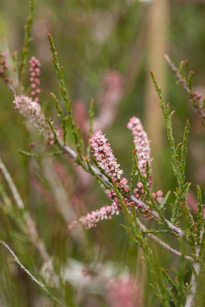 Tamarix parviflora, Rosarote Tamariske, 60–100 cm