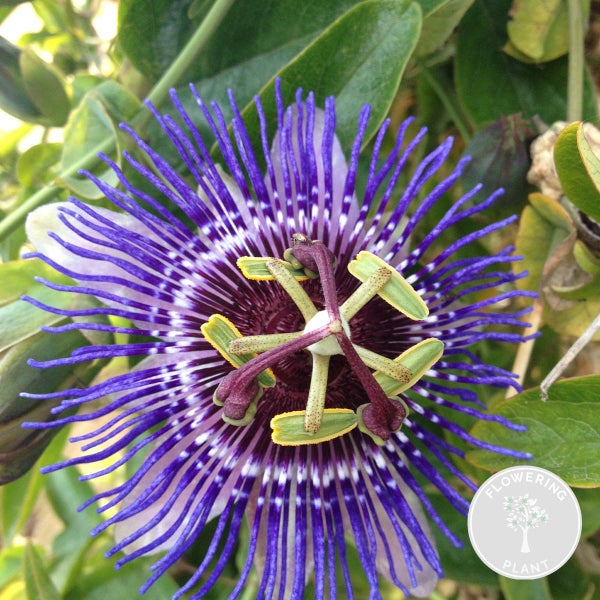 Passiflora 'Purple Haze' – Passionsblume – Schlingpflanze – Pflegeleicht -⌀15 cm - ↕60-70 cm