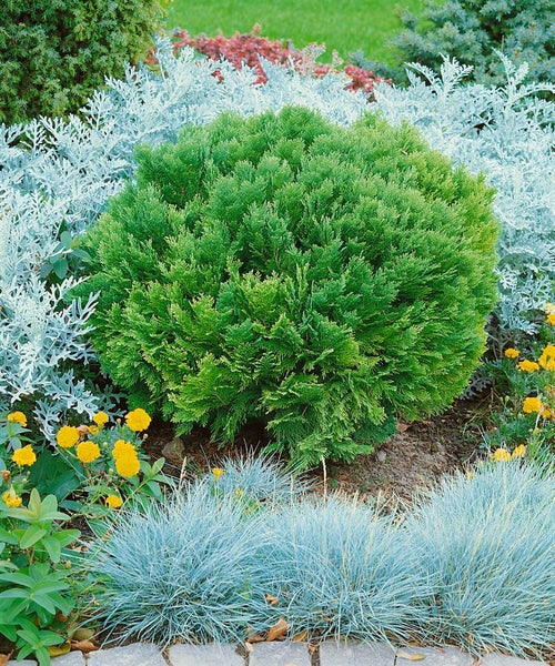 Gartenlandschaft mit immergrünem, kugelförmigem Zierbaum umgeben von Bodendeckern und Blumen