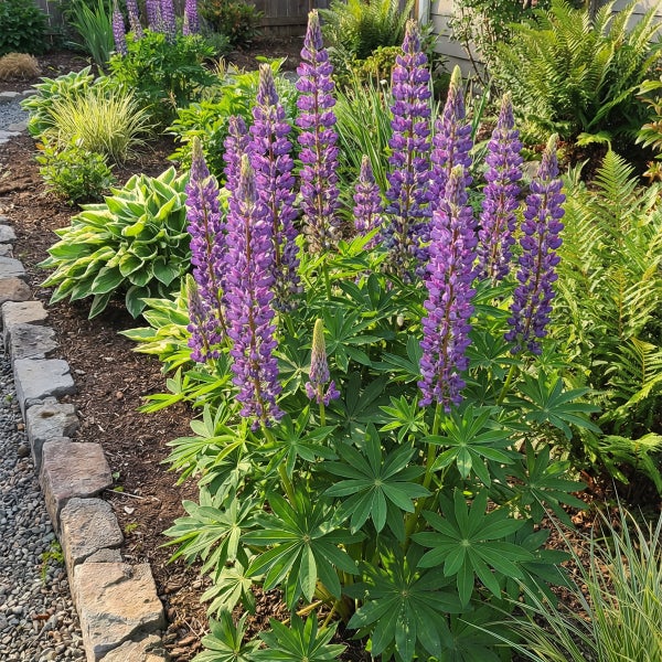 Lila Lupinen mit hohen Blütenähren und grünen handförmigen Blättern in einem mit Steinen begrenzten Gartenbeet.