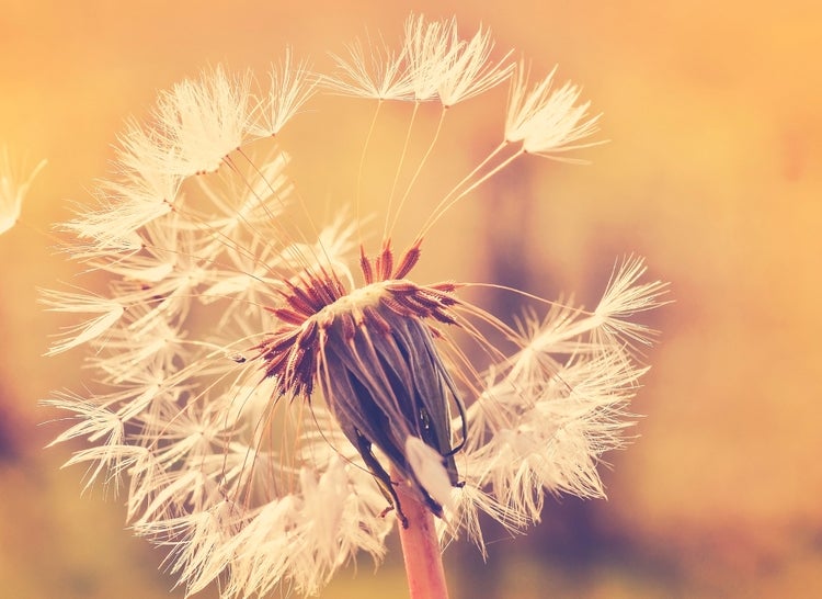 Makroaufnahme einer Pusteblume mit fliegenden Samen als dekoratives Motiv für Wandbilder.