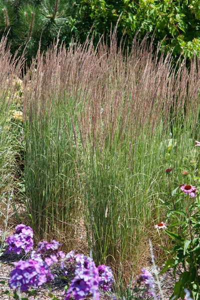Calamagrostis x acutiflora 'Avalanche', Ziergras, ca. 9x9 cm Topf