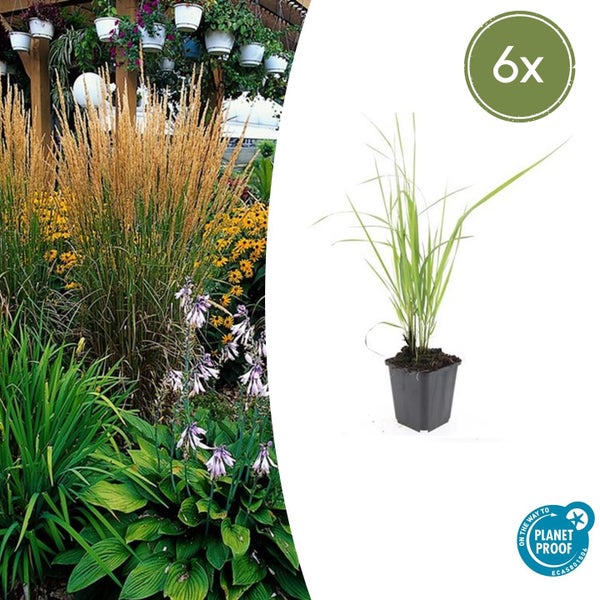 Ziergras - Reitgras - Calamagrostis acutiflora 'Karl Foerster' - 9cm Topf - Set mit 6 Pflanzen