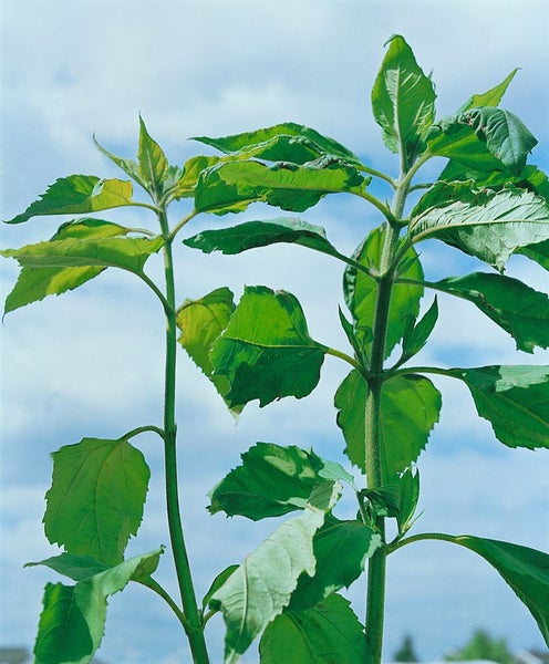 Helianthus tuberosus, Topinambur, gelb, ca. 11x11 cm Topf
