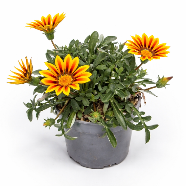 Gazanie Mittagsgold mit gelb-orangen Blüten in einem grauen Kunststofftopf.