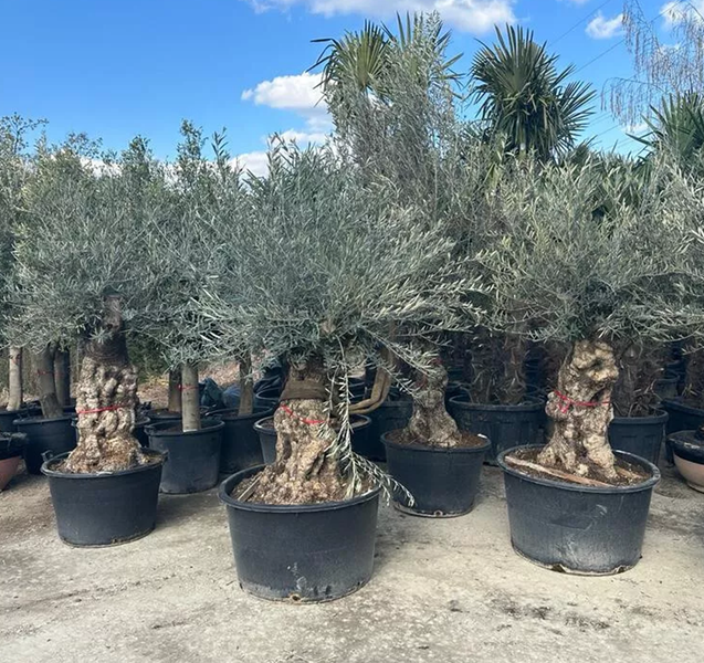 Olivenbaum Olea Europaea XXL ca.: 100 Jahre, Winterhart bis –18 °C, Höhe : ca: 250cm