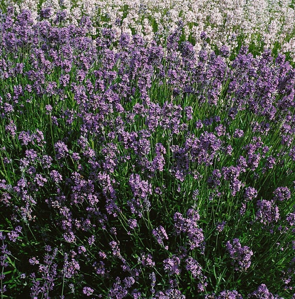 Lavandula angustifolia 'Dwarf Blue', Lavendel, blau, ca. 9x9 cm Topf