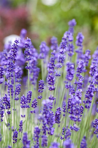 Lavandula angustifolia, Echter Lavendel, duftend, 2 Liter Container