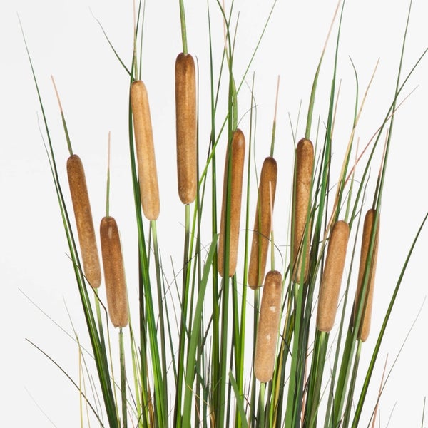 Künstliches Breitblättriges Rohrkolben Gras AISAKE, 10 hellbraune Binsen, grün, 120cm - Dekogras - Grasbusch