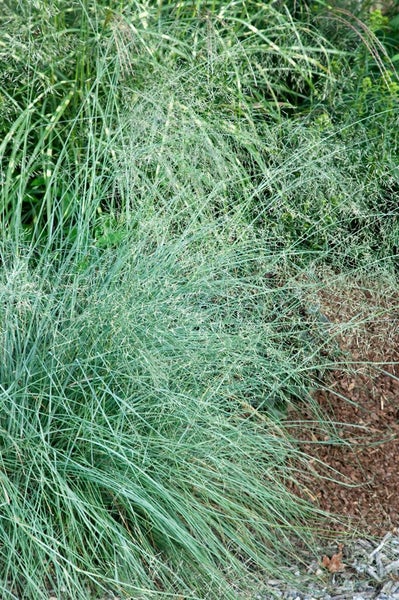 Eragrostis elliottii 'Wind Dancer', Ziergras, ca. 9x9 cm Topf
