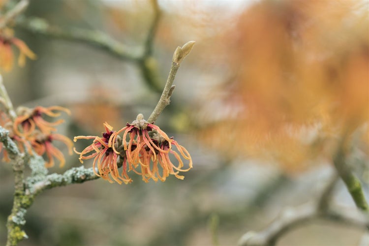 Hamamelis intermedia 'Jelena', Zaubernuss, kupferorange, ca. 12 cm Topf