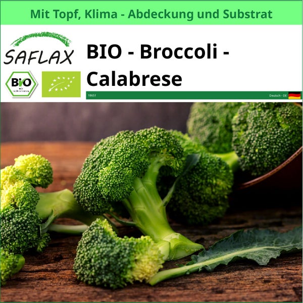 Bio Brokkoli Calabrese von Saflax mit Topf, Klimaabdeckung und Substrat