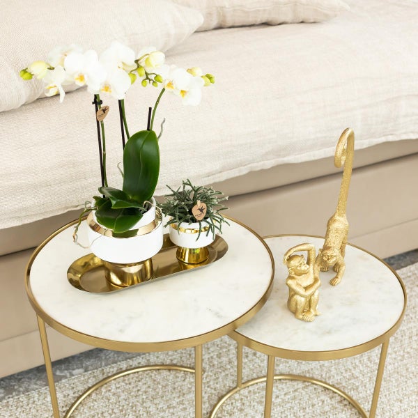 Kolibri Orchids Weiße Phalaenopsis Orchidee Amabilis + Le Chic dekorativer Topf gold Topfgröße 9cm 40cm hoch blühende Zimmerpflanze im Blumentopf frisch vom Züchter