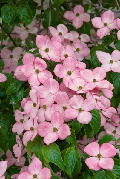 Cornus kousa 'Satomi Compact', Japanischer Blumen-Hartriegel, rosa, 100- 125 cm