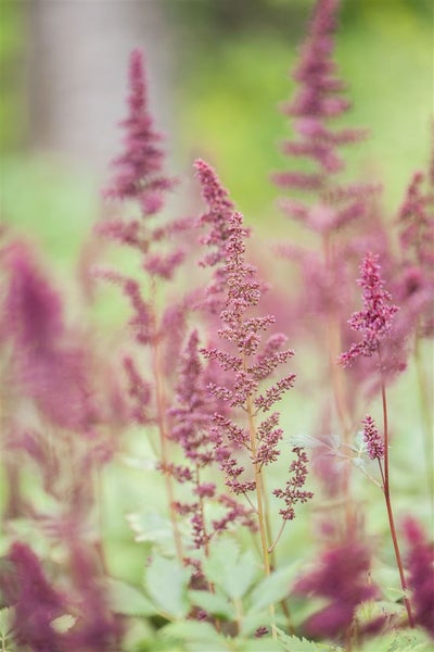 Astilbe x arendsii 'Fanal', Prachtspiere, rot, ca. 9x9 cm Topf