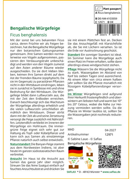 SAFLAX Garden to go - Bengalische Würgefeige - Ficus benghalensis - 20 Samen - Mit Topf, Klima - Deckel und Anzuchtsubstrat
