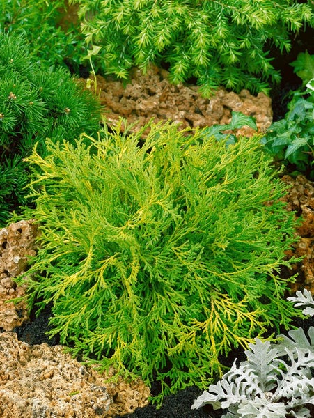 Chamaecyparis obtusa 'Kamarachiba', gelbgrün, 15–20 cm